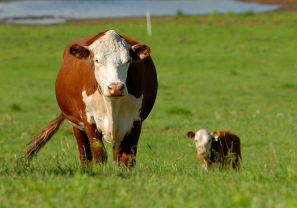 Concerns have been raised about a rise in brucellosis in Mzansi. Photo: Supplied
