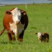 Concerns have been raised about a rise in brucellosis in Mzansi. Photo: Supplied
