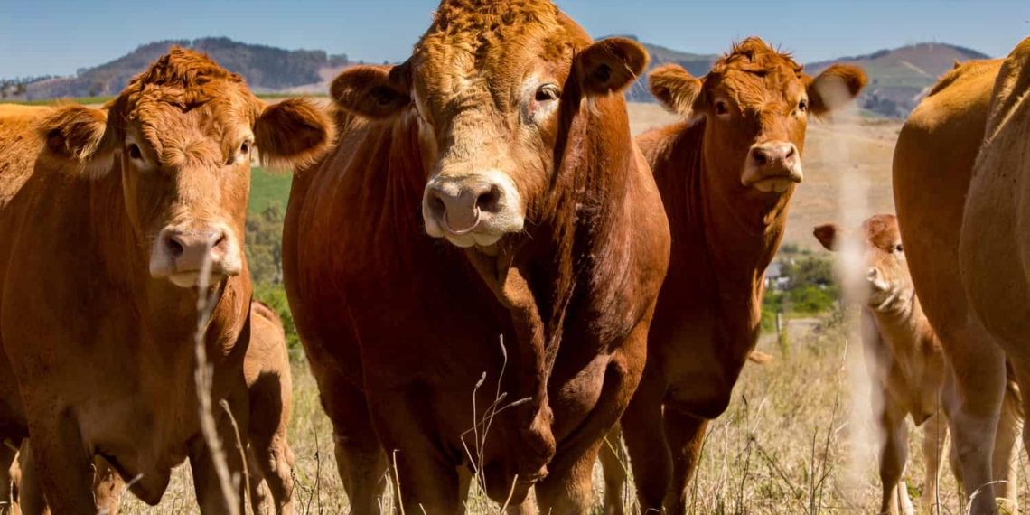 At Farmer Angus regenerative is practised by moving livestock around on pastured grasslands, mimicking the natural ecosystems that existed long before industrial agriculture took hold. Photo: Supplied
