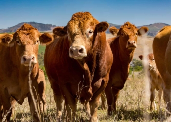 At Farmer Angus regenerative is practised by moving livestock around on pastured grasslands, mimicking the natural ecosystems that existed long before industrial agriculture took hold. Photo: Supplied