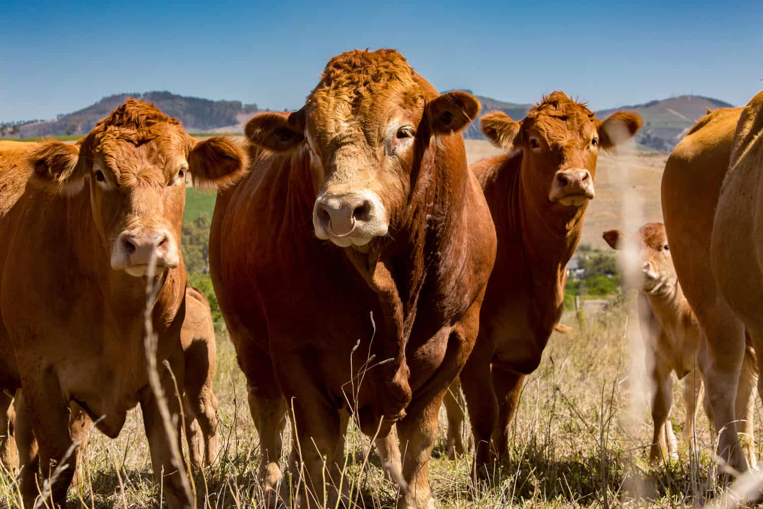 At Farmer Angus regenerative is practised by moving livestock around on pastured grasslands, mimicking the natural ecosystems that existed long before industrial agriculture took hold. Photo: Supplied