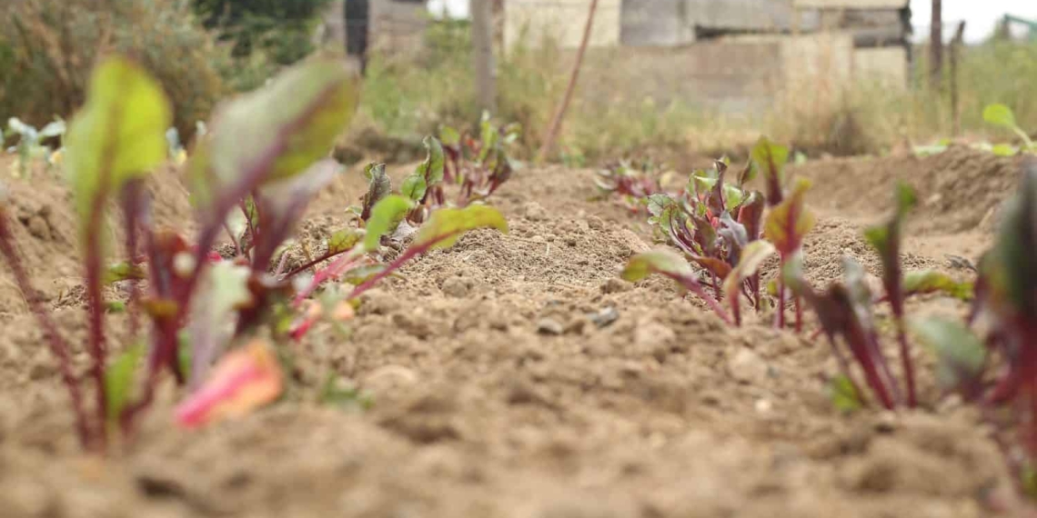 Sustainable food gardens are being set up at Babbel Bekkies Creche in Hamlet in the Western Cape. It was funded by Perdekraal East Wind Farm. Photo: Supplied