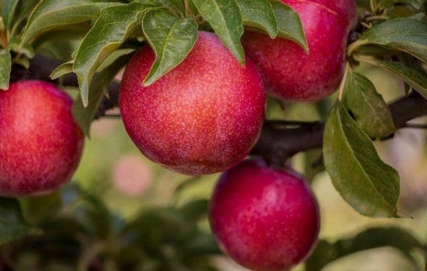 Culdevco added a fifth plum cultivar, namely Flavour Star, to its four commercial plum cultivars. Photo: Supplied