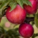 Culdevco added a fifth plum cultivar, namely Flavour Star, to its four commercial plum cultivars. Photo: Supplied
