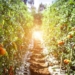 The Agribusiness Confidence Index rose to its highest level in six years and there is strong optimism about the 2020-2021 production season. Photo: Pexels.