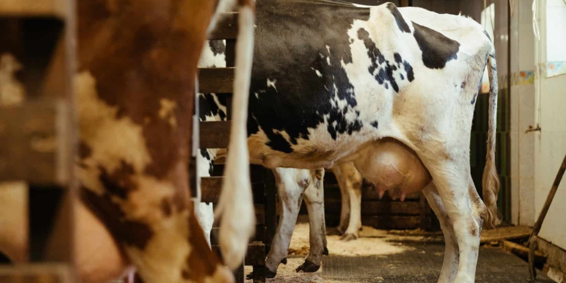 Johne's disease is a contagious, chronic and sometimes fatal infection that manifests itself in the gut of affected animasl and progressively damages the intestines. In cattle this results in profuse and persistent diarrhoea, severe weight loss, loss of condition and infertility. Photo: Supplied.