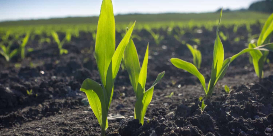 Once you know what type of soil you have to work with, you can start doing research on what types of crops will be well-suited to the area. Photo: Supplied