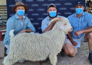 Pictured at the recent Angora Veldram auction in Jansenville in the Eastern Cape was auctioneer André van Zyl, Chris Curtain from House of Fibre and Roelfie van der Merwe, a ram breeder from Aberdeen. Photo: Supplied