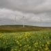Excelsior, a brand-new wind farm in Swellendam in the Western Cape has started its operations, adding new clean power to the country’s grid. Photo: Supplied