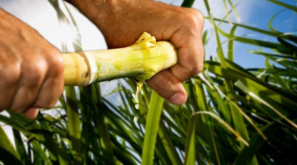 SA Canegrowers say it is concerned about the future of the 21 000 small-scale growers, 65 000 farmworkers, 270 000 indirect jobs dependent on the survival of the South African sugarcane industry. Photo: Michael Chambers