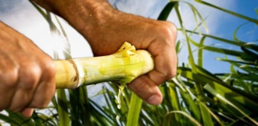 SA Canegrowers say it is concerned about the future of the 21 000 small-scale growers, 65 000 farmworkers, 270 000 indirect jobs dependent on the survival of the South African sugarcane industry. Photo: Michael Chambers