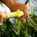 SA Canegrowers say it is concerned about the future of the 21 000 small-scale growers, 65 000 farmworkers, 270 000 indirect jobs dependent on the survival of the South African sugarcane industry. Photo: Michael Chambers