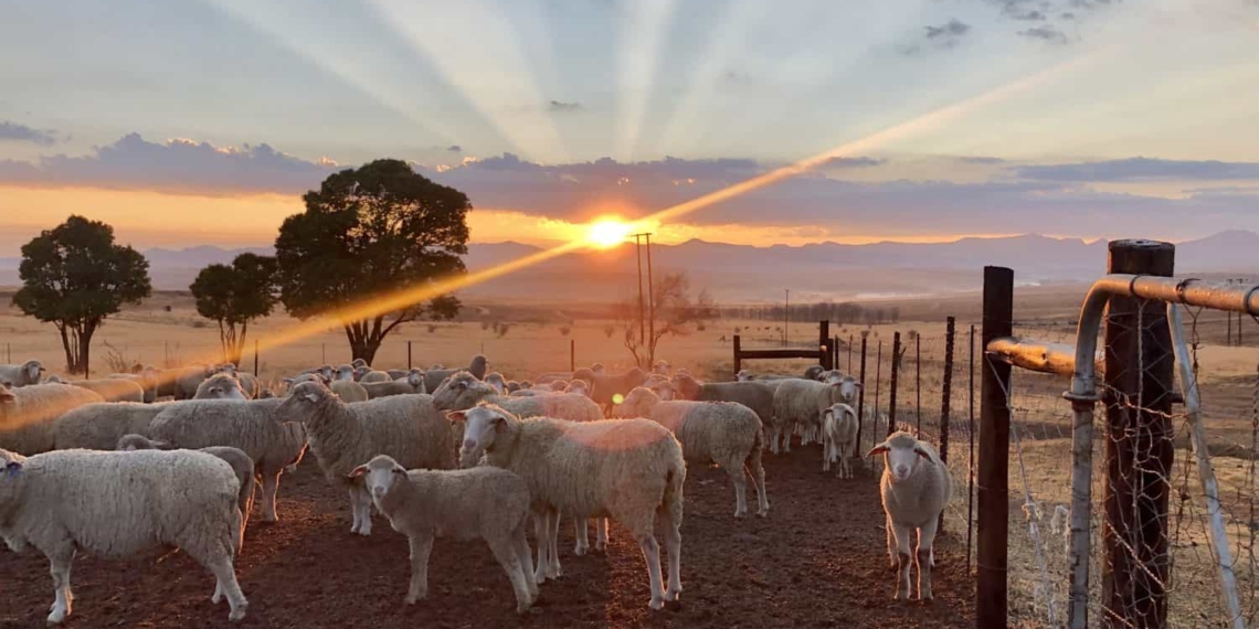 The handing over of commercial farms that are too large for new entrants to manage was studied in research by Dr Siphe Zantsi. Photo: Supplied/Food For Mzansi.
