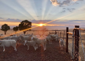 The handing over of commercial farms that are too large for new entrants to manage was studied in research by Dr Siphe Zantsi. Photo: Supplied/Food For Mzansi.