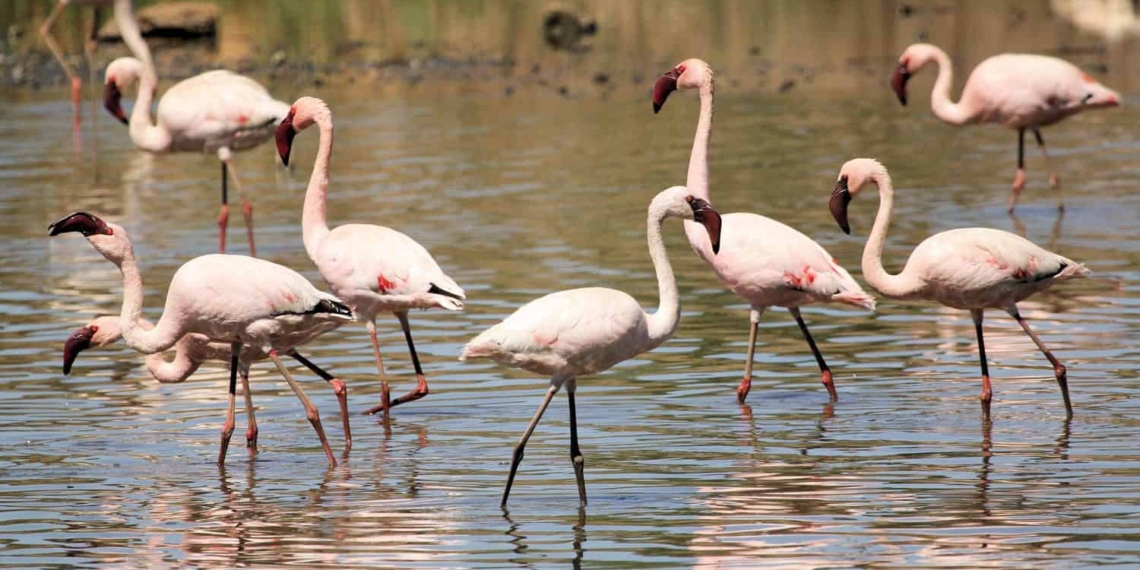 Experts are trying to determine the cause of death of at least 35 water birds in the Kamfers Dam, a natural heritage site in Kimberley in the Northern Cape. While the dam is also known for its Lesser Flamingoes, early indications are that these birds are not affected. Photo: Laine and Dirk Bird Photography