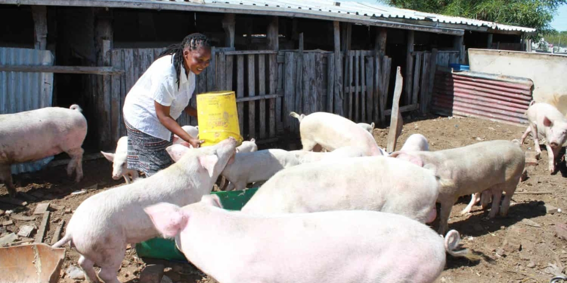 To be successful you have to love what you do, says budding Western Cape pig farmer Noncedo Khawuleza-Ndzawuse. Photo: Velani Ludidi/GroundUp