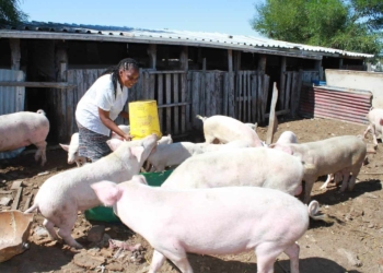 To be successful you have to love what you do, says budding Western Cape pig farmer Noncedo Khawuleza-Ndzawuse. Photo: Velani Ludidi/GroundUp