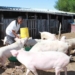 To be successful you have to love what you do, says budding Western Cape pig farmer Noncedo Khawuleza-Ndzawuse. Photo: Velani Ludidi/GroundUp