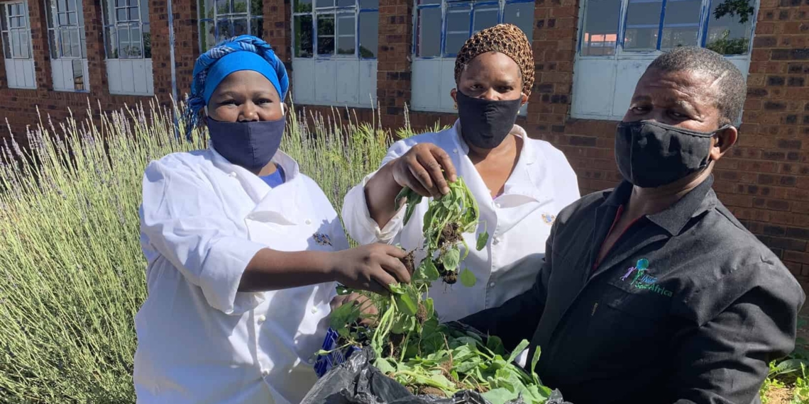 The aquaponics system on the school grounds of Pudumo Primary school is a lifesaver for pupils, says the schools principal, Johannes Seruoe (on the right). Along with the school’s food handlers, fresh vegetables are regularly harvested from the garden to feed pupils. Photo: Supplied/Food For Mzansi