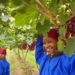 The Schoonbee Landgoed pioneered table grape production in Limpopo in 1994 with the first real commercial vineyards in the Loskop valley. Photo: Schoonbee Landgoed