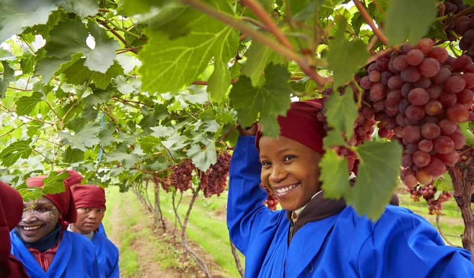 The Schoonbee Landgoed pioneered table grape production in Limpopo in 1994 with the first real commercial vineyards in the Loskop valley. Photo: Schoonbee Landgoed