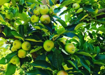 Dutoit Agri battling to produce apples in tough environment