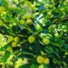 Dutoit Agri battling to produce apples in tough environment