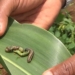 As the United Nations moves to scale up its response to Fall Armyworm, minister Thoko Didiza has also called on growers to take precautionary measures to prevent outbreaks. Photo: Supplied