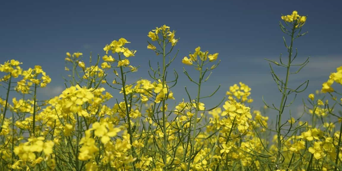 With more than enough to supply the local market, SA's canola oil industry has its eyes on international market opportunities. Photo: Supplied/Unsplash
