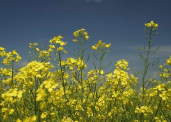 With more than enough to supply the local market, SA's canola oil industry has its eyes on international market opportunities. Photo: Supplied/Unsplash