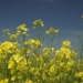 With more than enough to supply the local market, SA's canola oil industry has its eyes on international market opportunities. Photo: Supplied/Unsplash