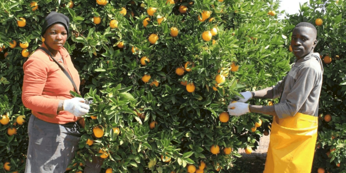 The Batlhako Temo Co-operative in North West are claiming a segment of the juicy citrus export market after receiving funding from the North West government. Photo: Supplied
