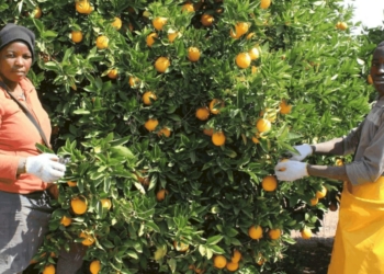 The Batlhako Temo Co-operative in North West are claiming a segment of the juicy citrus export market after receiving funding from the North West government. Photo: Supplied