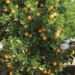 The Batlhako Temo Co-operative in North West are claiming a segment of the juicy citrus export market after receiving funding from the North West government. Photo: Supplied