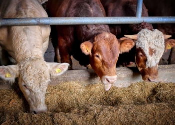 Another year of pressure awaits farmers as Mzansi's agri leaders are not hopeful that current high animal feed prices will drop anytime soon. Photo: Pixabay.