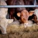 Another year of pressure awaits farmers as Mzansi's agri leaders are not hopeful that current high animal feed prices will drop anytime soon. Photo: Pixabay.
