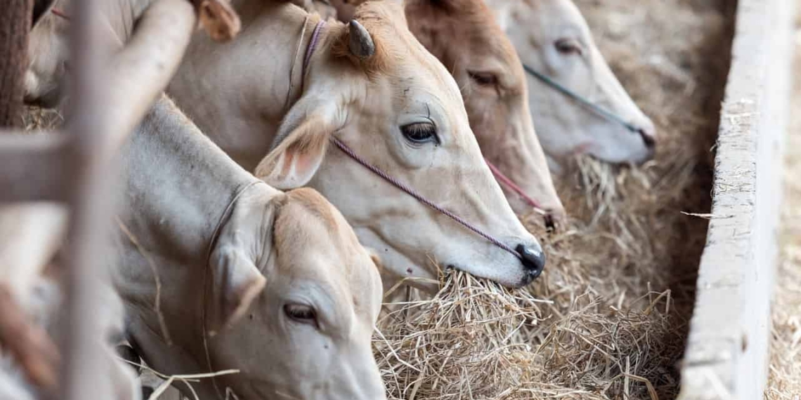 Livestock farmers and game industries have until the end of June to comply with new biosecurity. Photo: Suplied/Pexels.