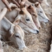 Livestock farmers and game industries have until the end of June to comply with new biosecurity. Photo: Suplied/Pexels.