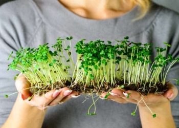 10 farming ideas that will be lucrative in 2021