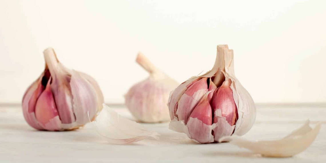 garlic prices how to grow your own garlic
