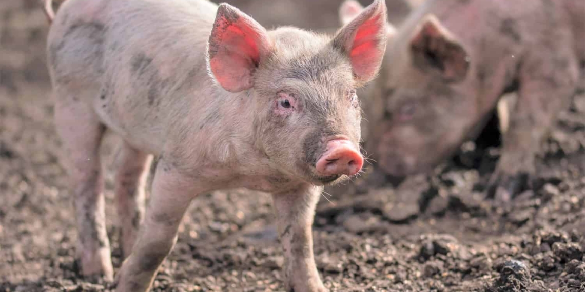 The department of agriculture, land reform and rural development has announced a new outbreak of African Swine Fever(ASF) on a farm in Gauteng Province. Photo: Supplied/Food For Mzansi