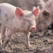 The department of agriculture, land reform and rural development has announced a new outbreak of African Swine Fever(ASF) on a farm in Gauteng Province. Photo: Supplied/Food For Mzansi