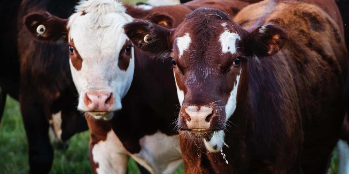 Fortunate rains experienced across the country veterinarians say can contribute to Rift Valley Fever spreading. Photo: Supplied/Unsplash.
