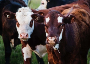 Fortunate rains experienced across the country veterinarians say can contribute to Rift Valley Fever spreading. Photo: Supplied/Unsplash.