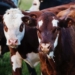 Fortunate rains experienced across the country veterinarians say can contribute to Rift Valley Fever spreading. Photo: Supplied/Unsplash.