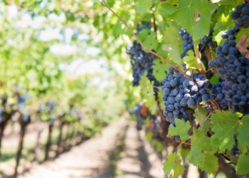 ICYMI: SA wine industry pins hopes on AGOA extension