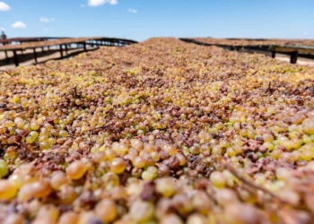 The Raisin industry is hard at work to mitigate challenges brought on by the recent rains. Photo: Raisin SA/Facebook