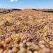 The Raisin industry is hard at work to mitigate challenges brought on by the recent rains. Photo: Raisin SA/Facebook