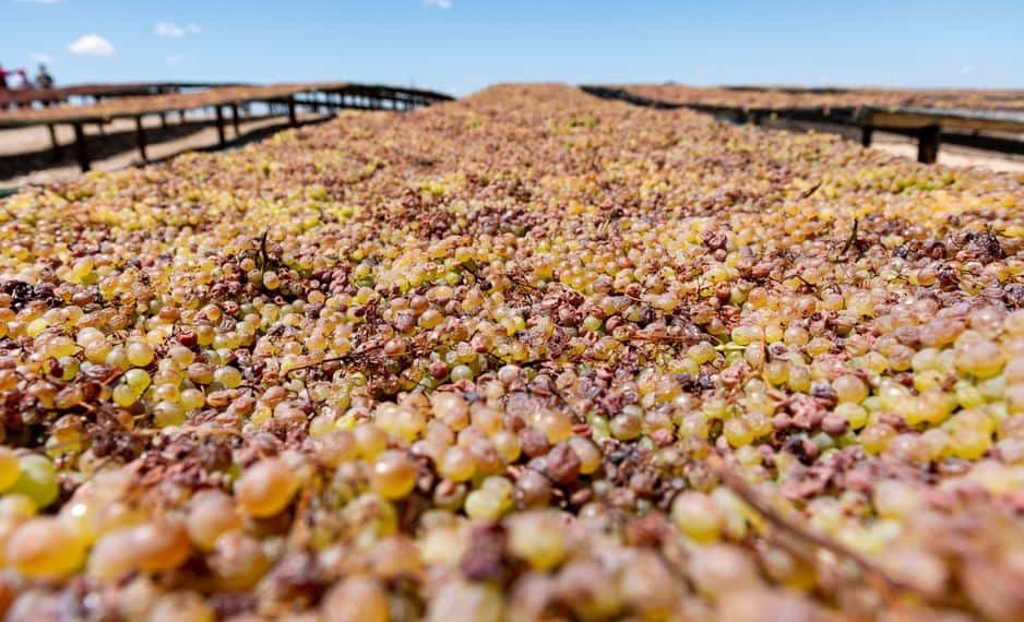 The Raisin industry is hard at work to mitigate challenges brought on by the recent rains. Photo: Raisin SA/Facebook