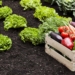 VEGGIES: Planting vegetables in their right season will greatly enhance your harvest, says plant advisor Gaye Boshoff. Photo: Supplied/Food For Mzansi
